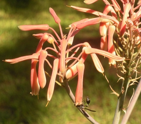 Wasp seeking nectar